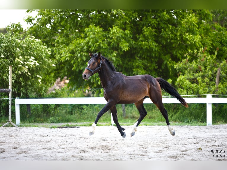 Holsteiner Étalon 2 Ans 175 cm Bai brun foncé in Bobrowice