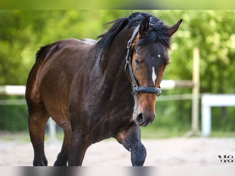 Holsteiner Étalon 2 Ans 175 cm Bai brun foncé in Bobrowice