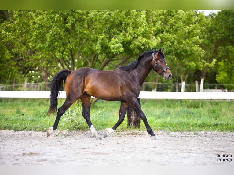 Holsteiner Étalon 2 Ans 175 cm Bai brun foncé in Bobrowice