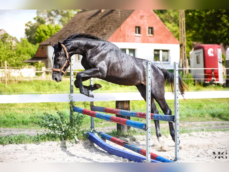 Holsteiner Étalon 2 Ans 175 cm Gris pommelé in Bobrowice