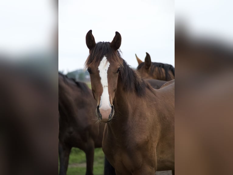 Holsteiner Étalon 2 Ans Bai in Borsfleth