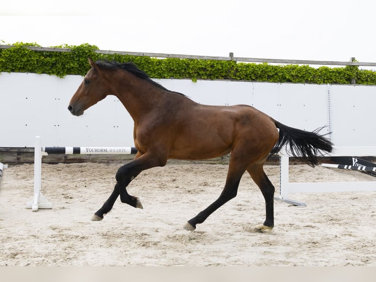 Holsteiner Étalon 3 Ans 164 cm Bai in Waddinxveen