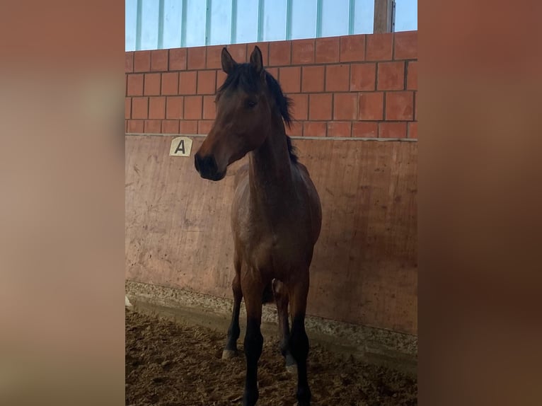 Holsteiner Étalon 3 Ans 165 cm Bai in Bargenstedt