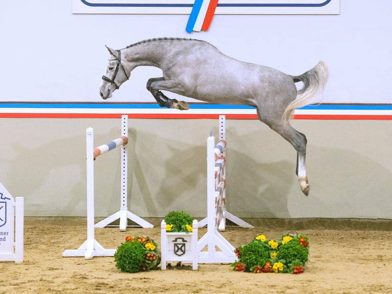 Holsteiner Étalon 3 Ans 165 cm Gris in Elmshorn