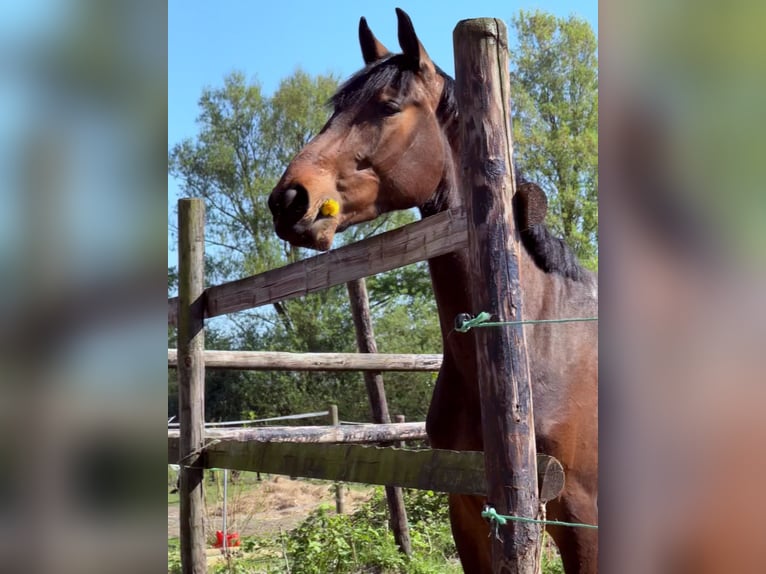 Holsteiner Étalon 3 Ans 166 cm Bai in Pinneberg
