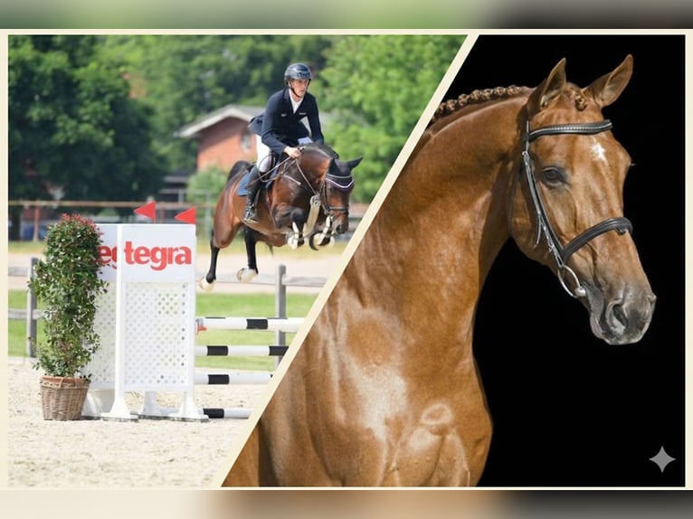 Holsteiner Étalon 3 Ans 166 cm Bai in Bargenstedt