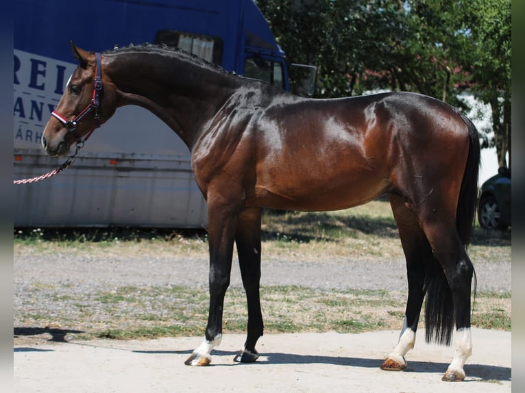 Holsteiner Étalon 3 Ans 168 cm Bai brun in Hódmezővásárhely Holsteiner Étalon 3 Ans 168 cm Bai brun in Hódmezővásárhely