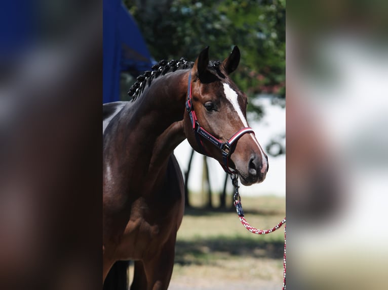 Holsteiner Étalon 3 Ans 168 cm Bai brun in Hódmezővásárhely Holsteiner Étalon 3 Ans 168 cm Bai brun in Hódmezővásárhely