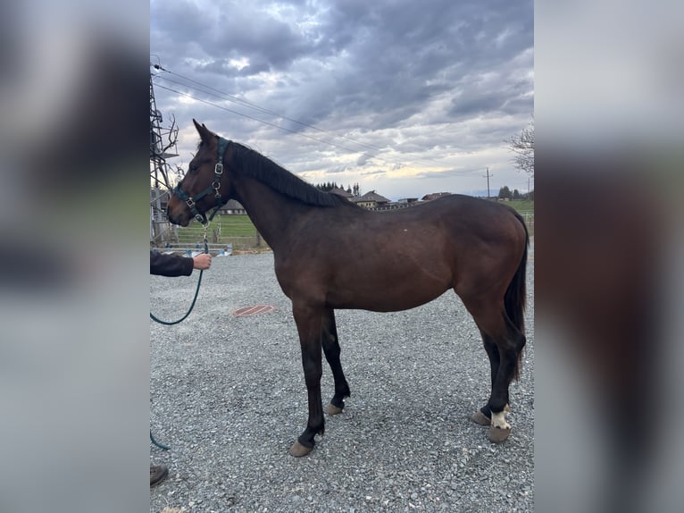 Holsteiner Étalon 3 Ans 169 cm Bai brun in Feldkirchen in Kärnten