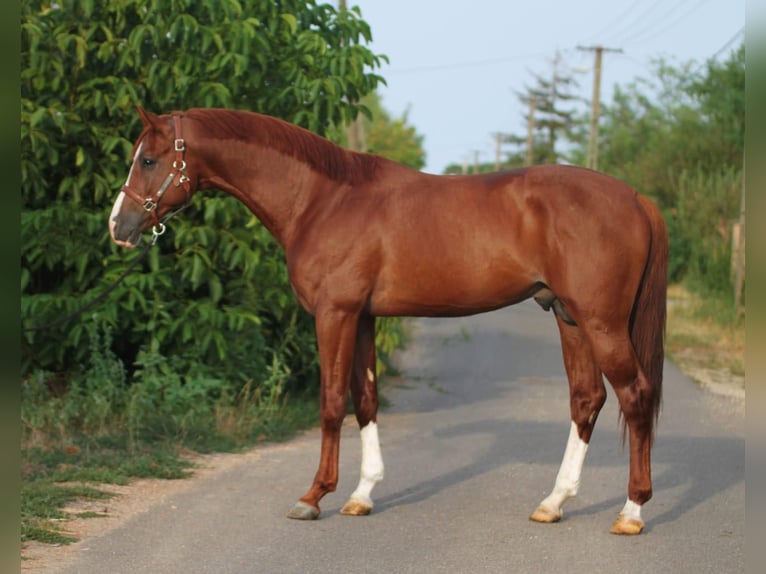 Holsteiner Étalon 3 Ans 169 cm in Budapest