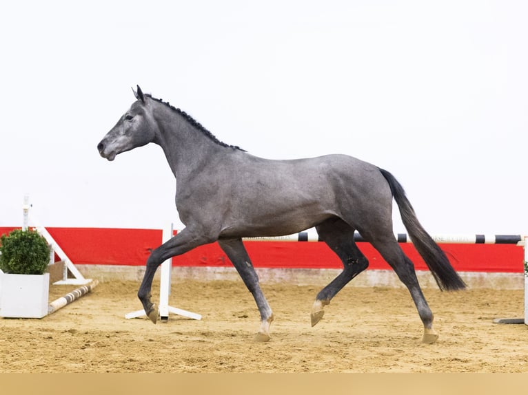 Holsteiner Étalon 3 Ans 170 cm Gris in Waddinxveen