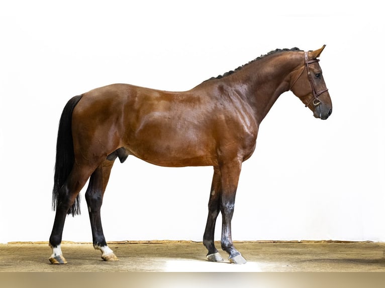 Holsteiner Étalon 3 Ans 171 cm Bai in Waddinxveen