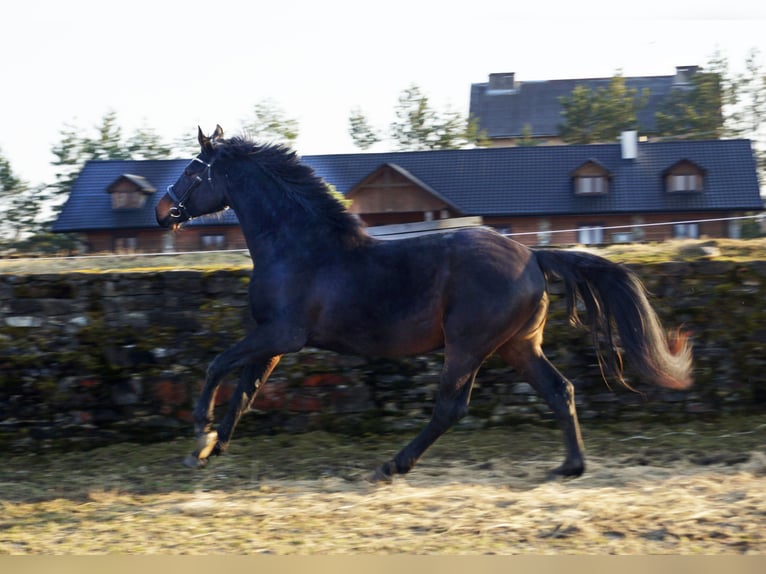 Holsteiner Étalon 3 Ans 173 cm Bai brun in Kotów