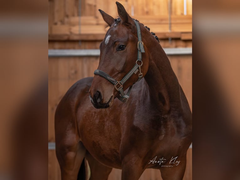 Holsteiner Étalon 3 Ans 173 cm Bai in Widuchowa