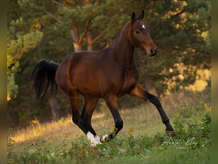 Holsteiner Étalon 3 Ans 173 cm Bai in Widuchowa