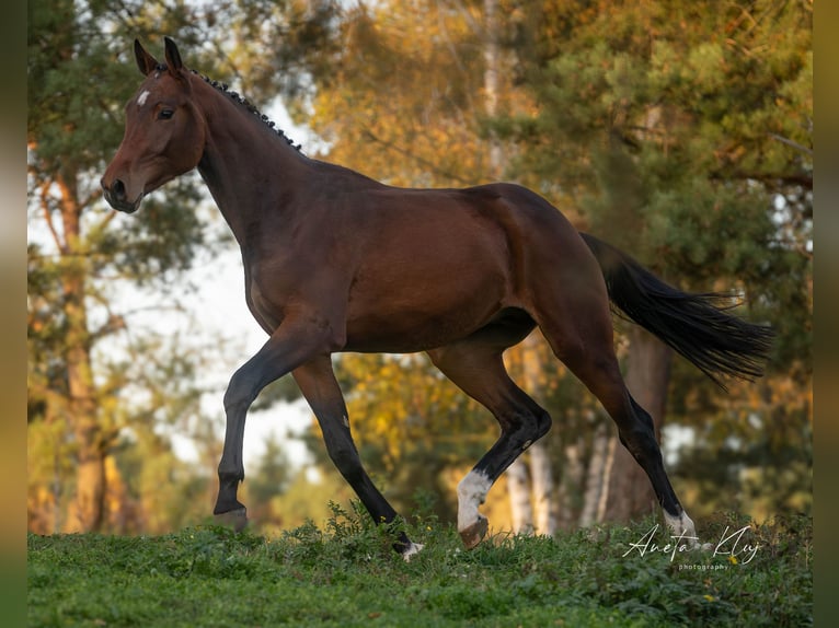 Holsteiner Étalon 3 Ans 173 cm Bai in Widuchowa