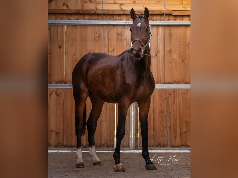 Holsteiner Étalon 3 Ans 173 cm Bai in Widuchowa