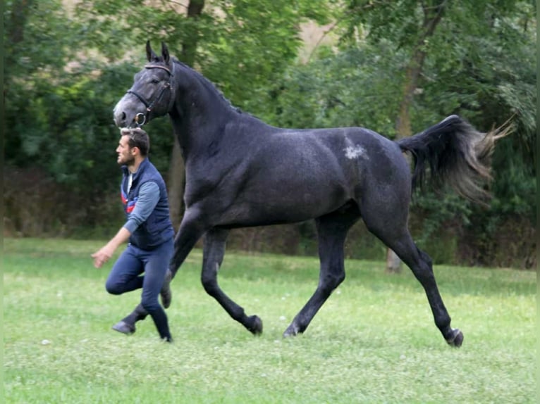 Holsteiner Étalon 3 Ans 173 cm Gris in Bekescsaba