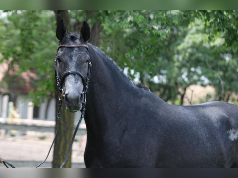 Holsteiner Étalon 3 Ans 173 cm Gris in Bekescsaba
