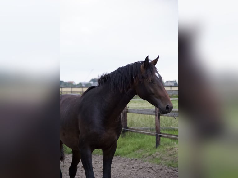 Holsteiner Étalon 3 Ans Bai in Borsfleth