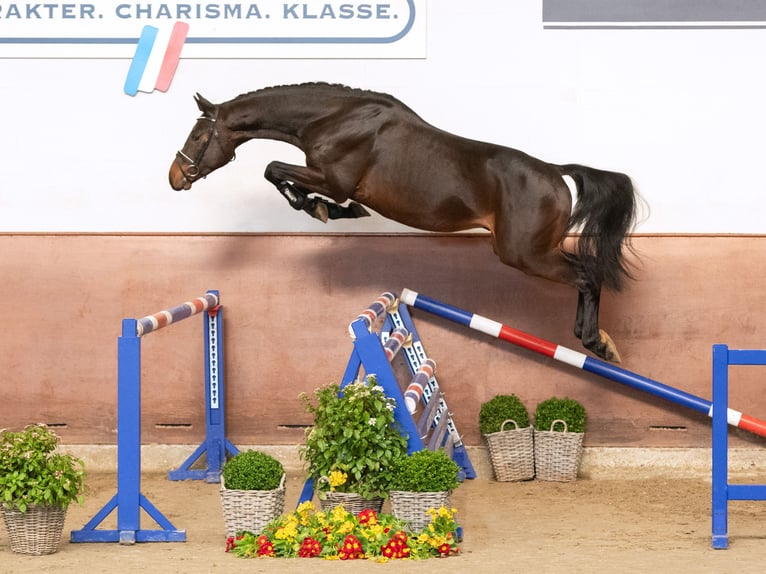 Holsteiner Étalon 3 Ans Bai in Elmshorn