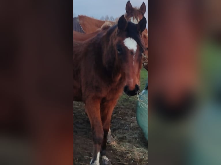 Holsteiner Étalon 3 Ans Bai in Uetze
