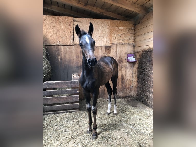 Holsteiner Étalon 3 Ans in Suhl