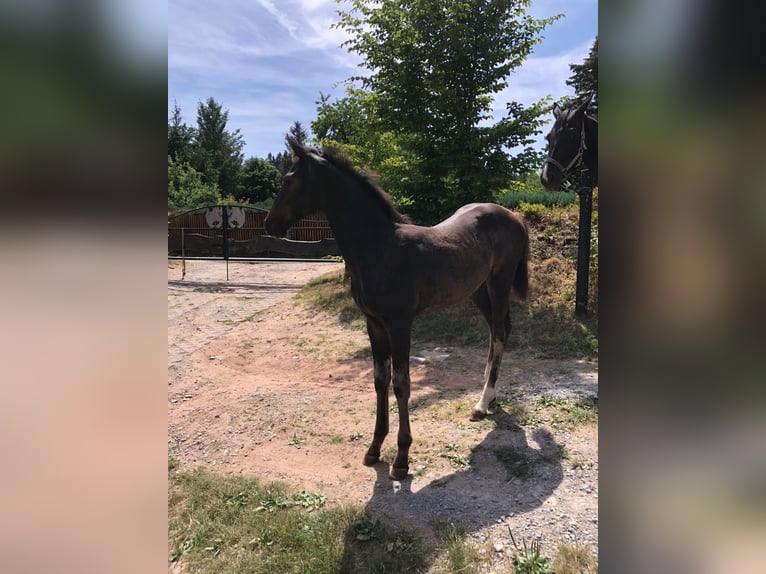 Holsteiner Étalon 3 Ans in Suhl