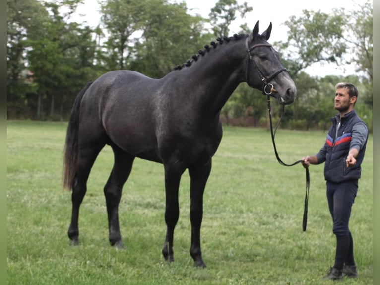 Holsteiner Étalon 3 Ans Gris in Kiskunhalas