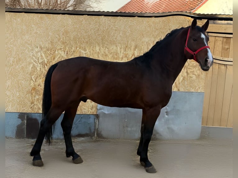 Holsteiner Étalon 4 Ans 165 cm Bai in Bekes