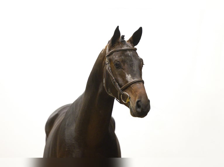 Holsteiner Étalon 4 Ans 167 cm Bai brun in Waddinxveen Holsteiner Étalon 4 Ans 167 cm Bai brun in Waddinxveen