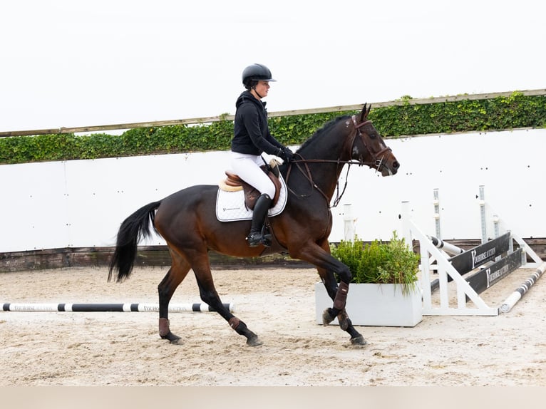 Holsteiner Étalon 4 Ans 167 cm Bai brun in Waddinxveen Holsteiner Étalon 4 Ans 167 cm Bai brun in Waddinxveen