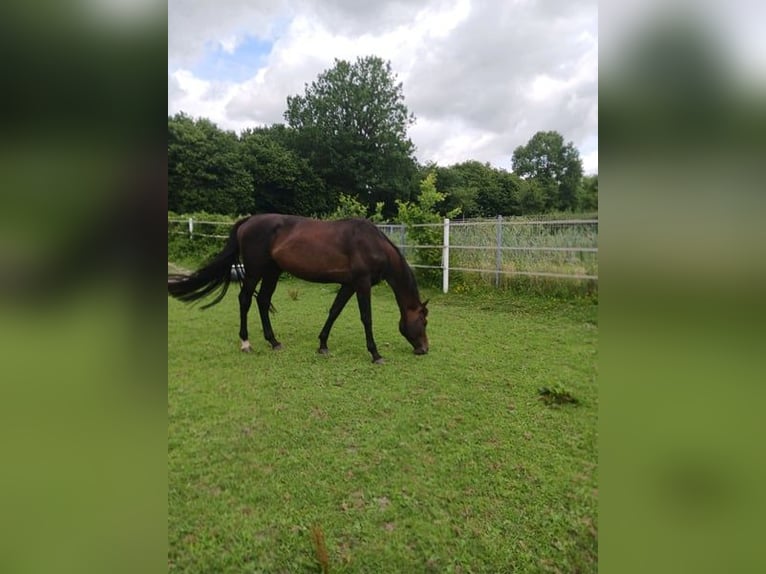 Holsteiner Étalon 4 Ans 168 cm Bai in Heidmühlen