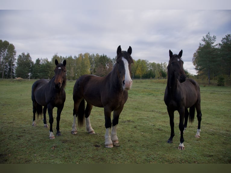Holsteiner Étalon 4 Ans 170 cm Bai brun in Vilnius