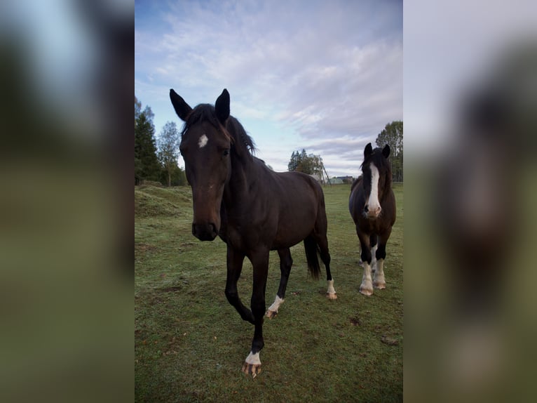 Holsteiner Étalon 4 Ans 170 cm Bai brun in Vilnius
