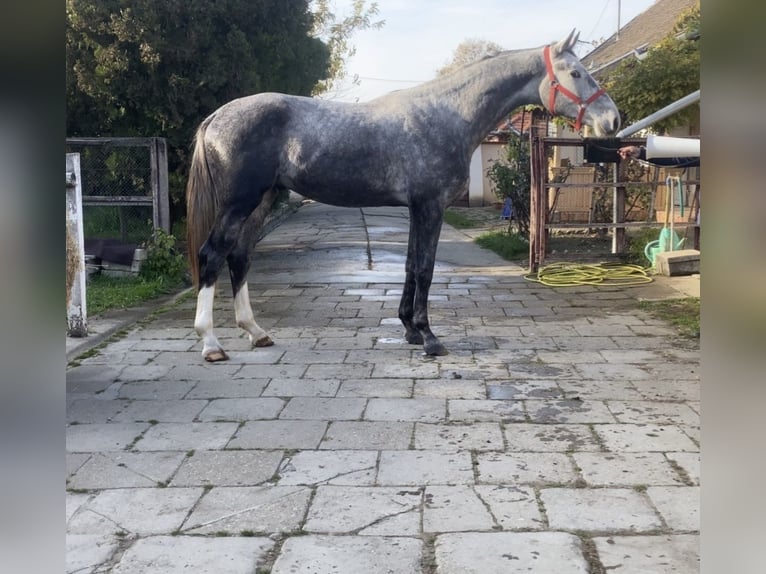 Holsteiner Étalon 4 Ans 170 cm Gris in Békéscsava