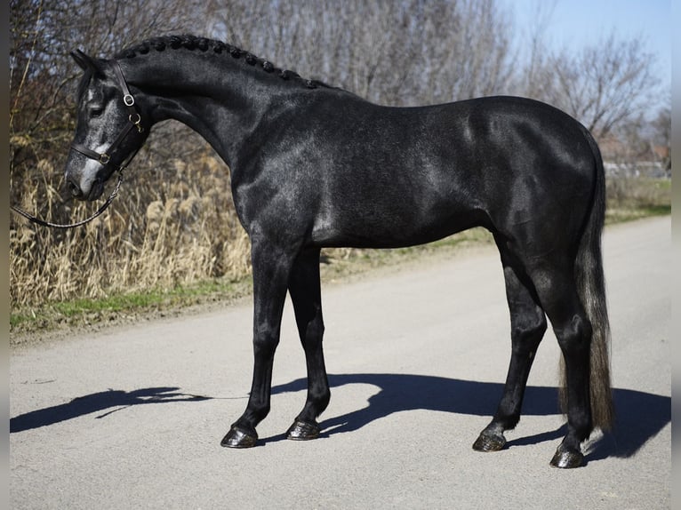 Holsteiner Étalon 4 Ans 170 cm Gris noir in Kecskemét
