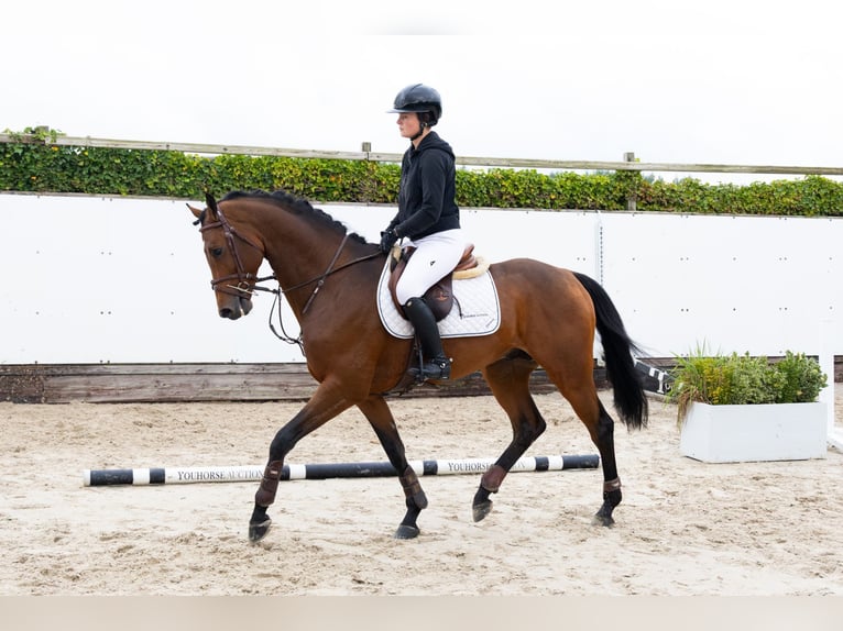 Holsteiner Étalon 5 Ans 165 cm Bai brun in Waddinxveen Holsteiner Étalon 5 Ans 165 cm Bai brun in Waddinxveen