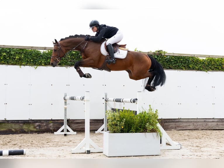 Holsteiner Étalon 5 Ans 165 cm Bai brun in Waddinxveen Holsteiner Étalon 5 Ans 165 cm Bai brun in Waddinxveen