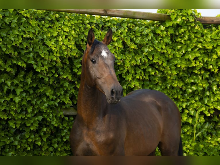 Holsteiner Étalon 5 Ans 165 cm Bai brun in Waddinxveen