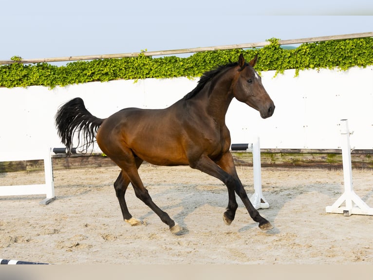 Holsteiner Étalon 5 Ans 165 cm Bai brun in Waddinxveen
