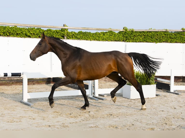 Holsteiner Étalon 5 Ans 165 cm Bai brun in Waddinxveen