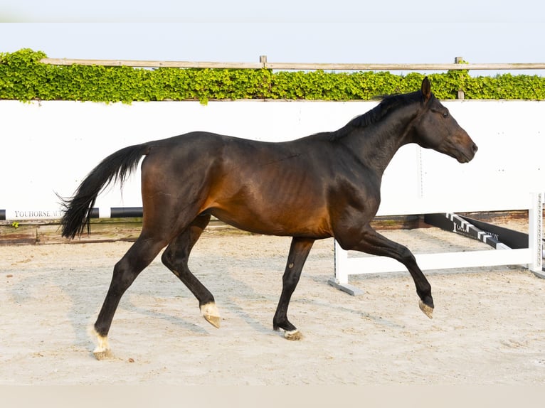 Holsteiner Étalon 5 Ans 166 cm Bai in Waddinxveen
