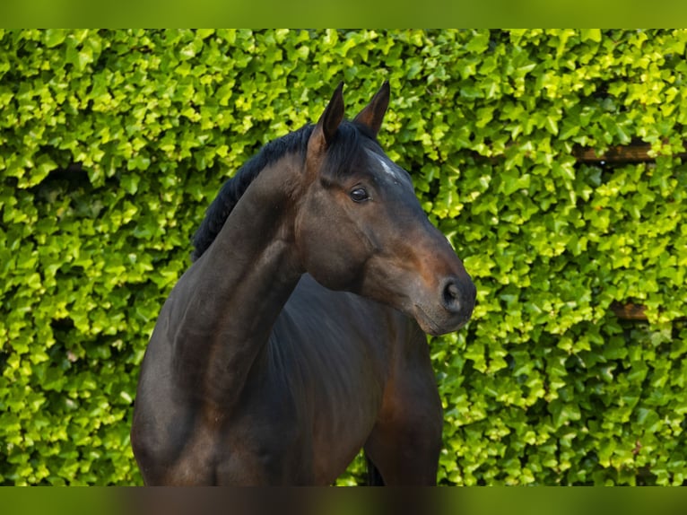 Holsteiner Étalon 5 Ans 166 cm Bai in Waddinxveen