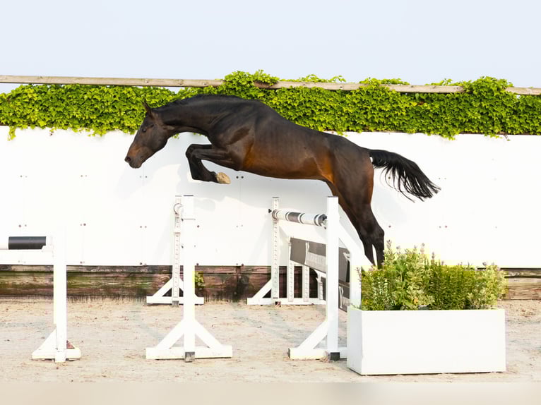 Holsteiner Étalon 5 Ans 166 cm Bai in Waddinxveen