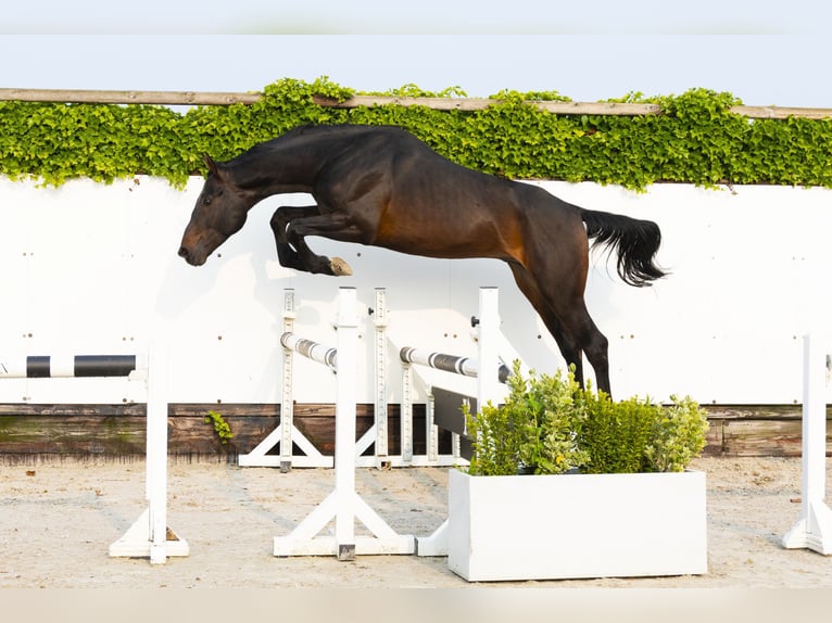 Holsteiner Étalon 5 Ans 166 cm Bai in Waddinxveen