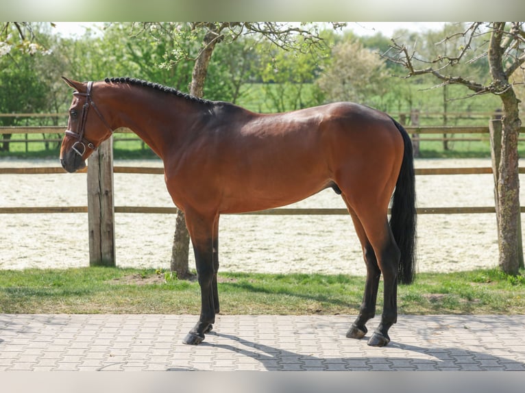 Holsteiner Étalon 5 Ans 166 cm Bai in Lastrup