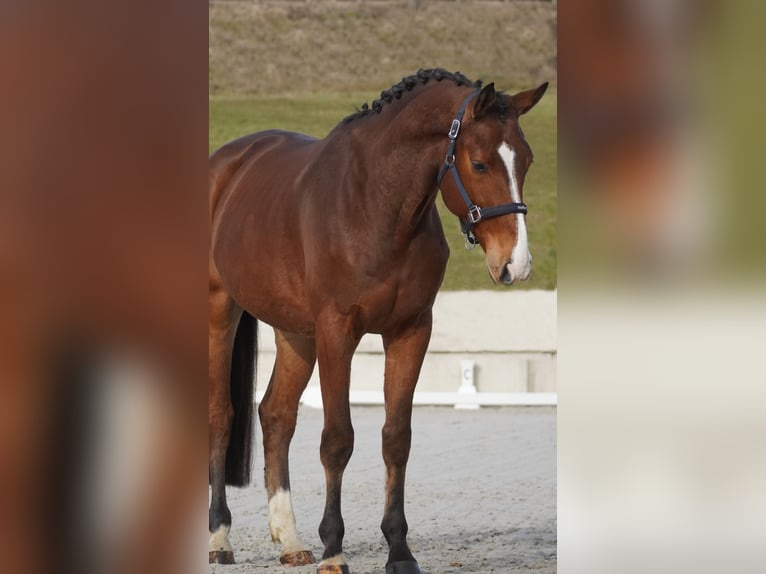 Holsteiner Étalon 5 Ans 170 cm Bai in Nettersheim