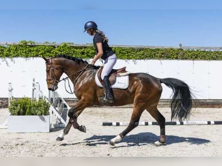 Holsteiner Étalon 5 Ans in Waddinxveen