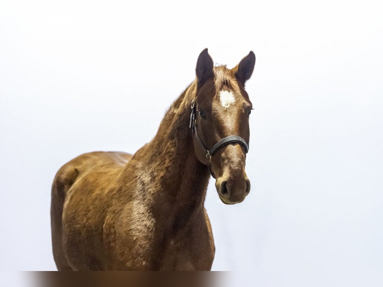 Holsteiner Étalon 6 Ans 161 cm Alezan in Waddinxveen